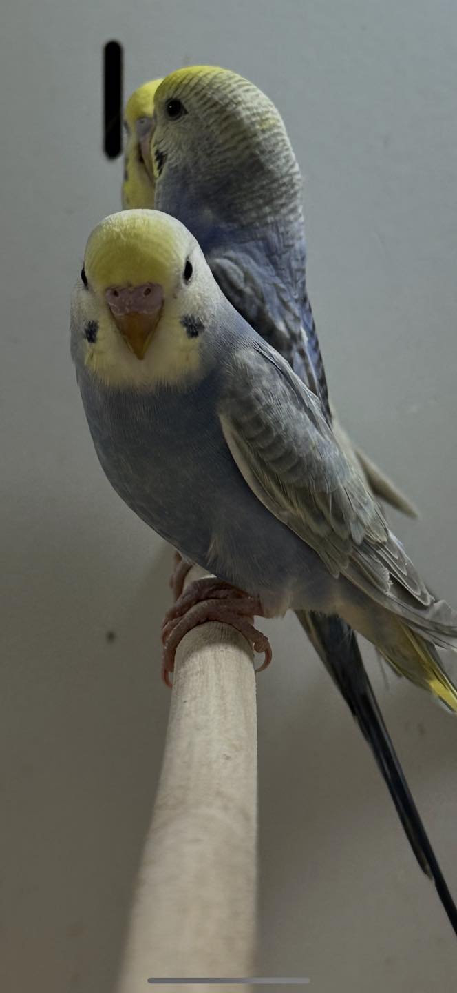 pet finches UK