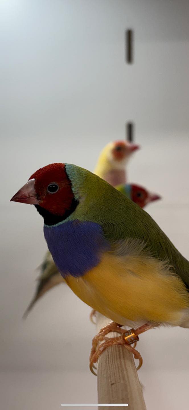 finches for sale Swindon