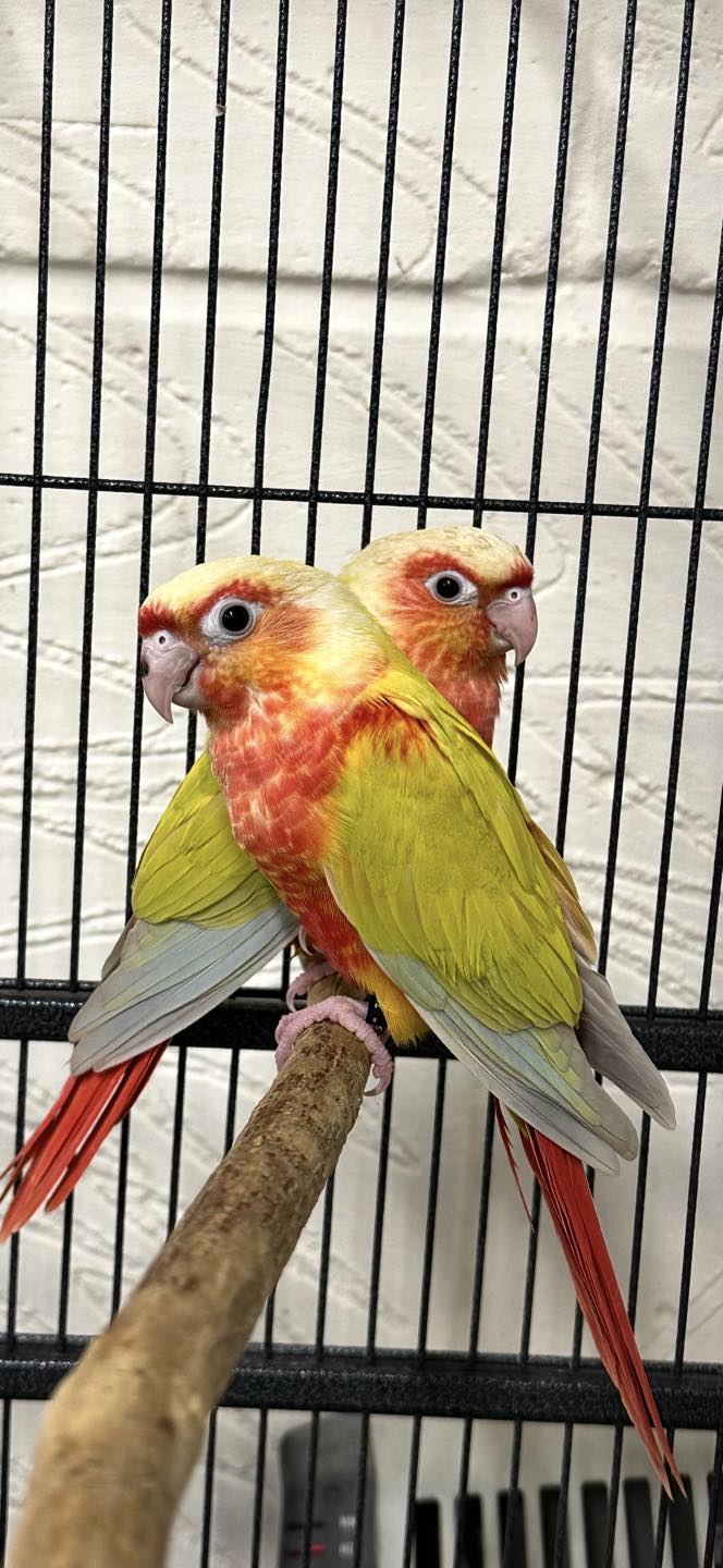 Bringing Finches Home