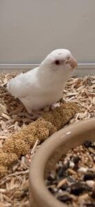 Celestial Parrotlets