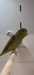 Celestial Parrotlets