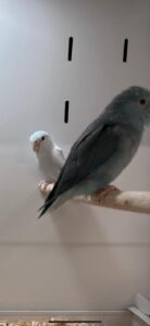 Celestial Parrotlets