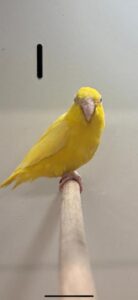 Celestial Parrotlets
