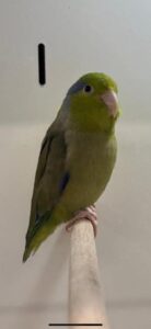 Celestial Parrotlets