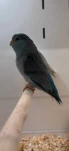 Celestial Parrotlets
