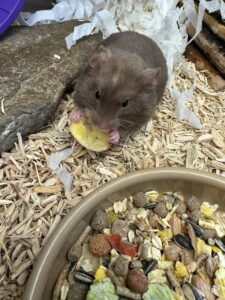 syrian hamster eating food swindon