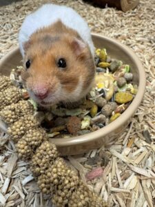 small pet hamster uk pet shop