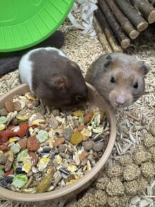 hamster cage setup uk