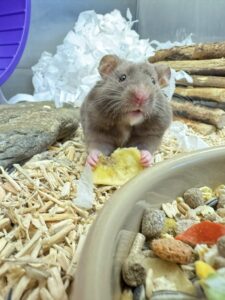 healthy hamster paradise pets swindon