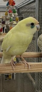 kakariki pairs available