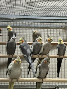 cockatiel breeding pairs UK