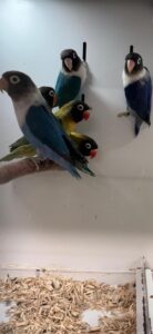 Black Masked Lovebirds