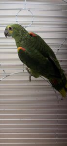 Blue fronted Amazon baby
