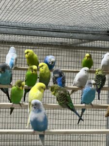 Budgies