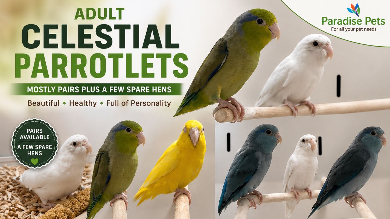 Celestial Parrotlets