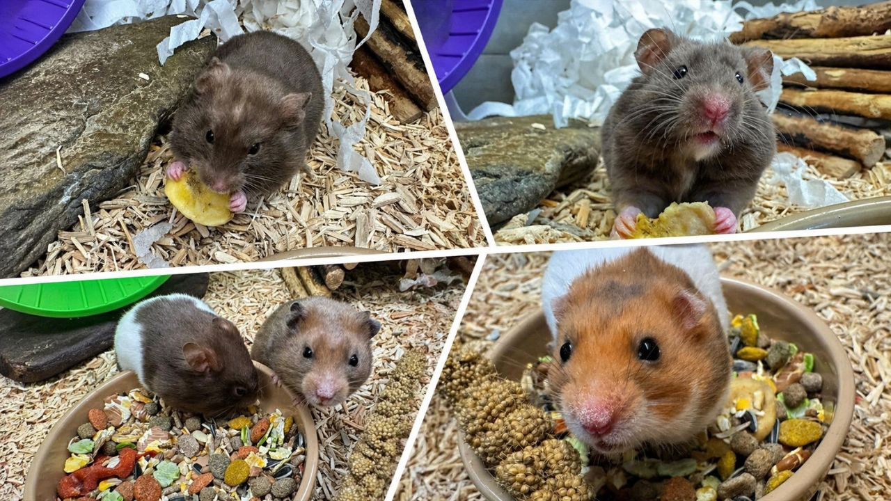 Syrian Hamsters