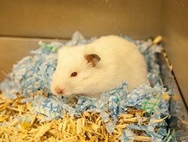 Hamster