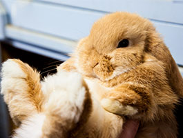 Rabbit