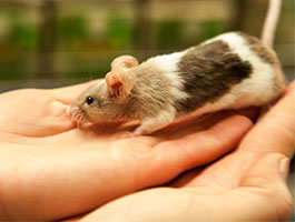 Gerbil
