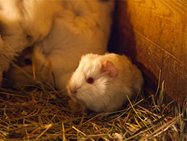 Guinea Pig