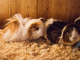 Guinea Pig