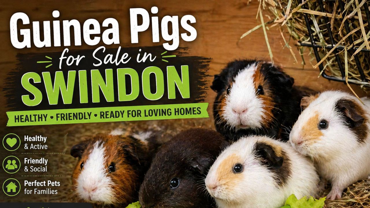 guinea pigs for sale swindon