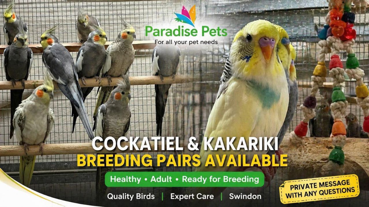 kakariki birds for sale Swindon