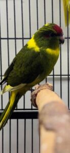 parrot