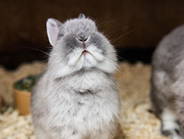 Rabbit