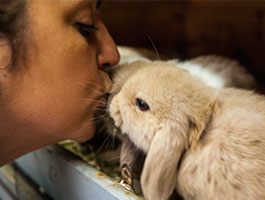 Rabbit