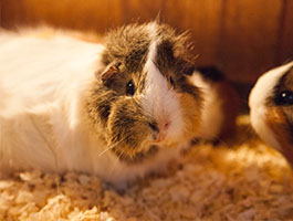 Guinea Pig