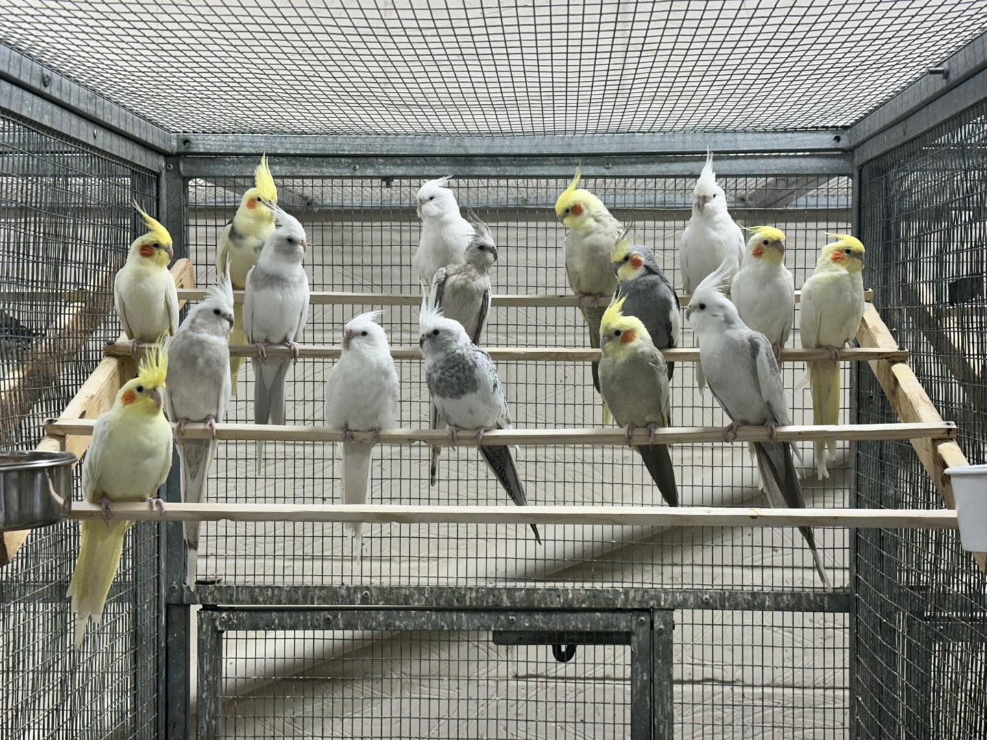 Bird Health