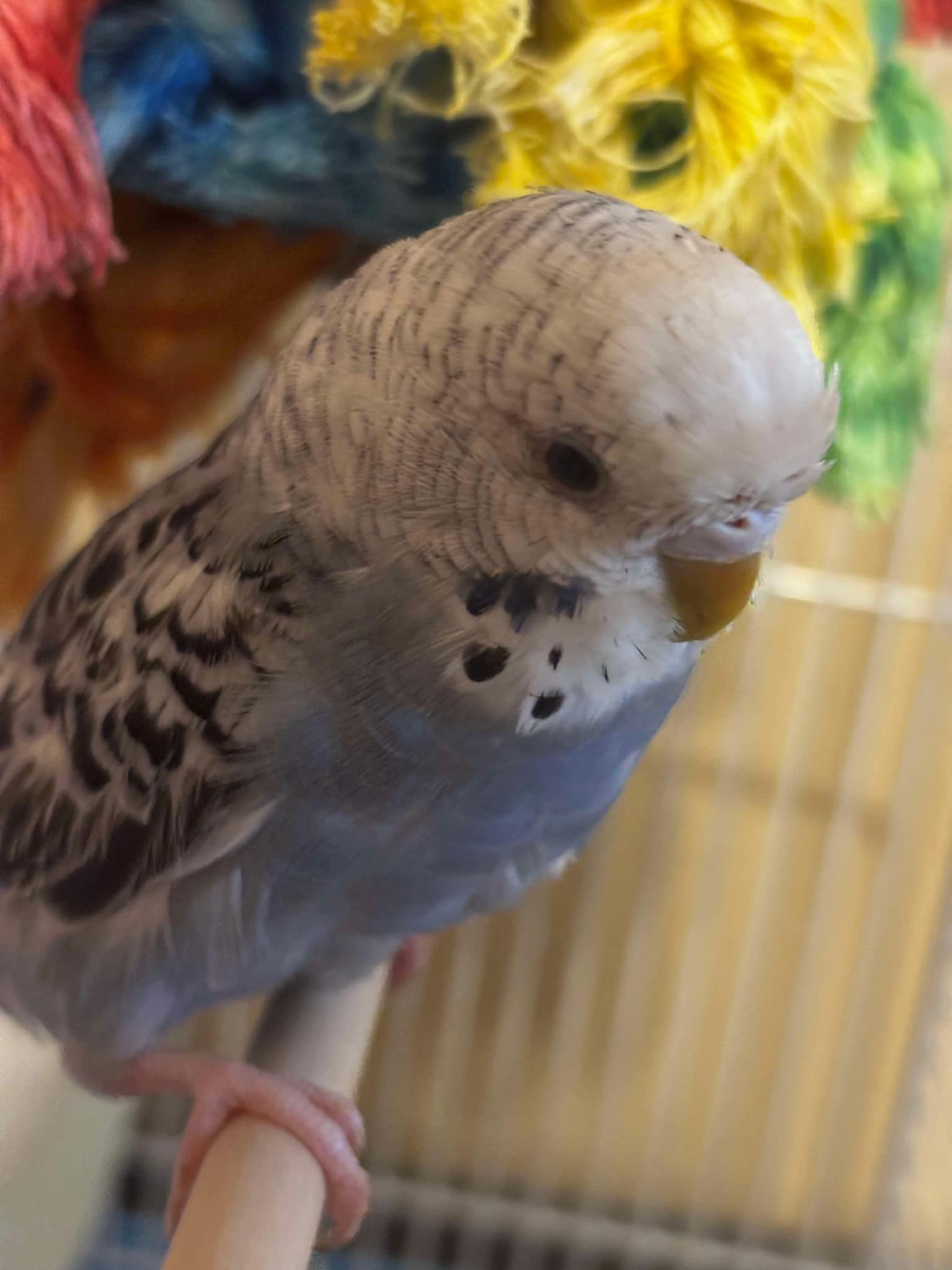 Active diurnal budgie in daylight UK home perch playing