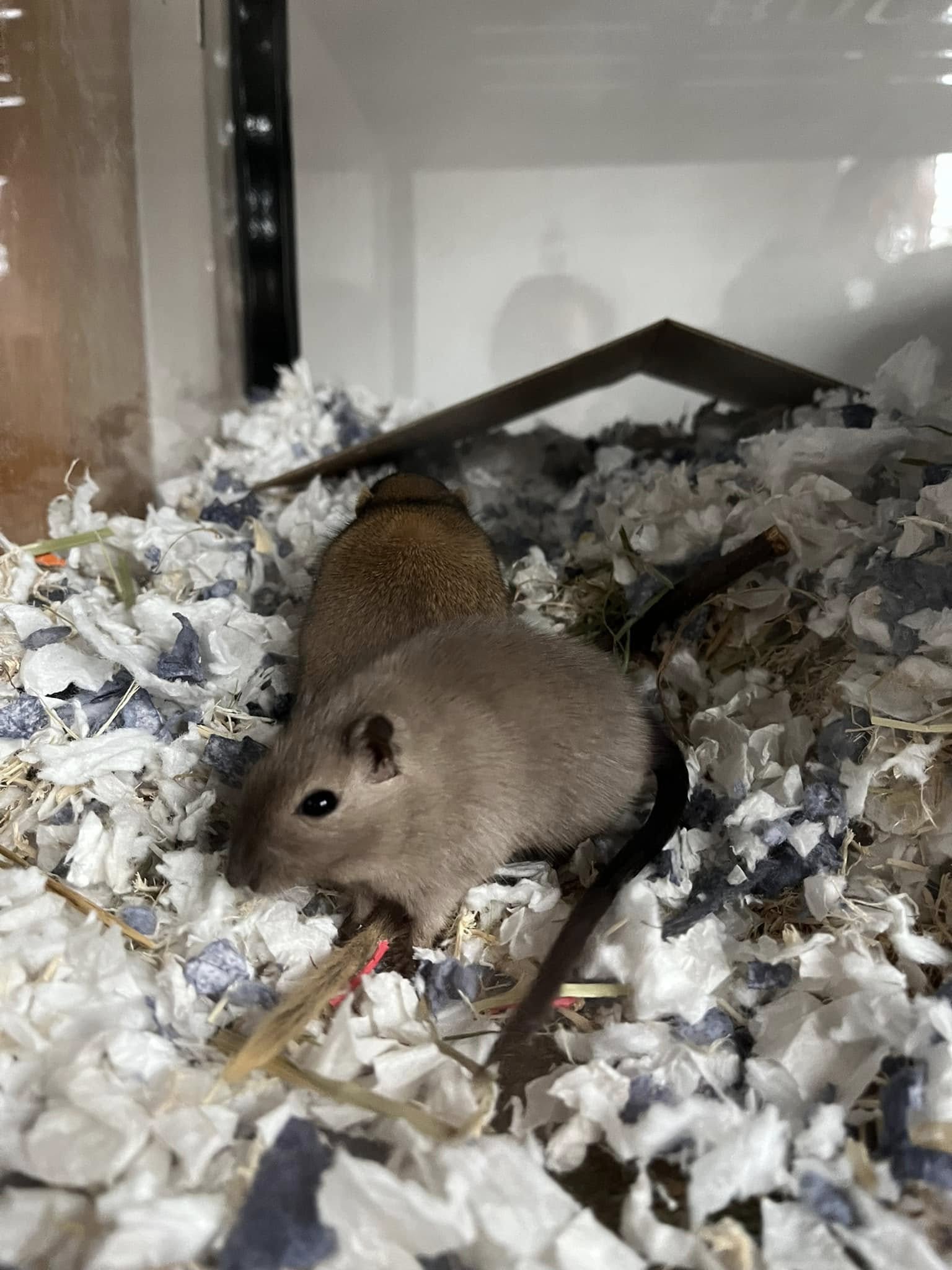 Active gerbil exploring tank during daytime hours