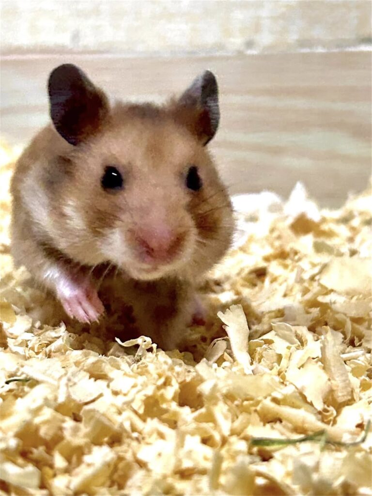 Active hamster awake in evening exploring cage UK home