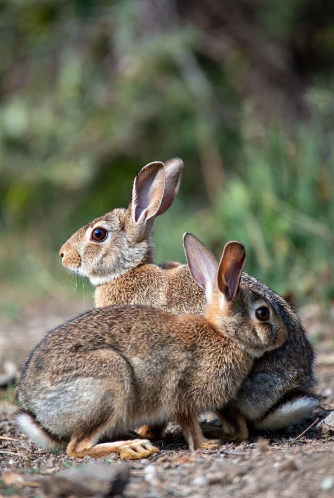 Alert rabbit sensing threat ears upright UK garden 50 chars