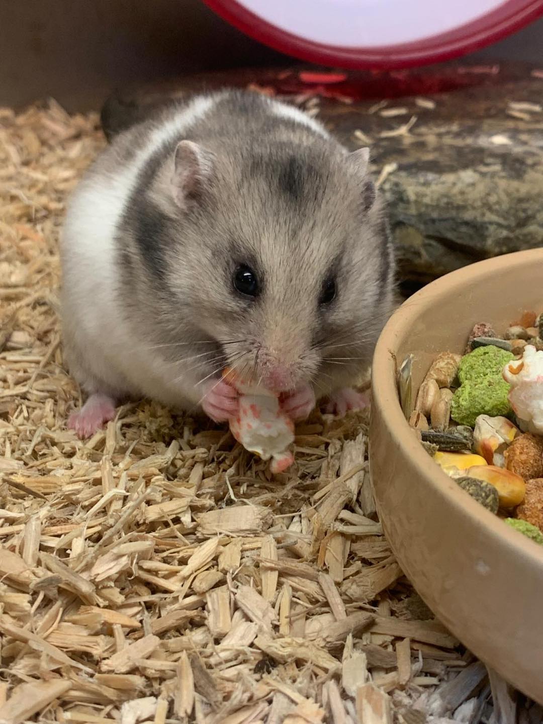 Best Small Pet