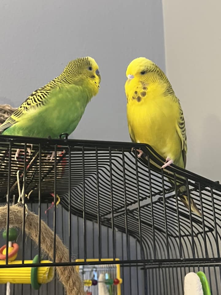Bonded budgies regurgitation feeding behaviour
