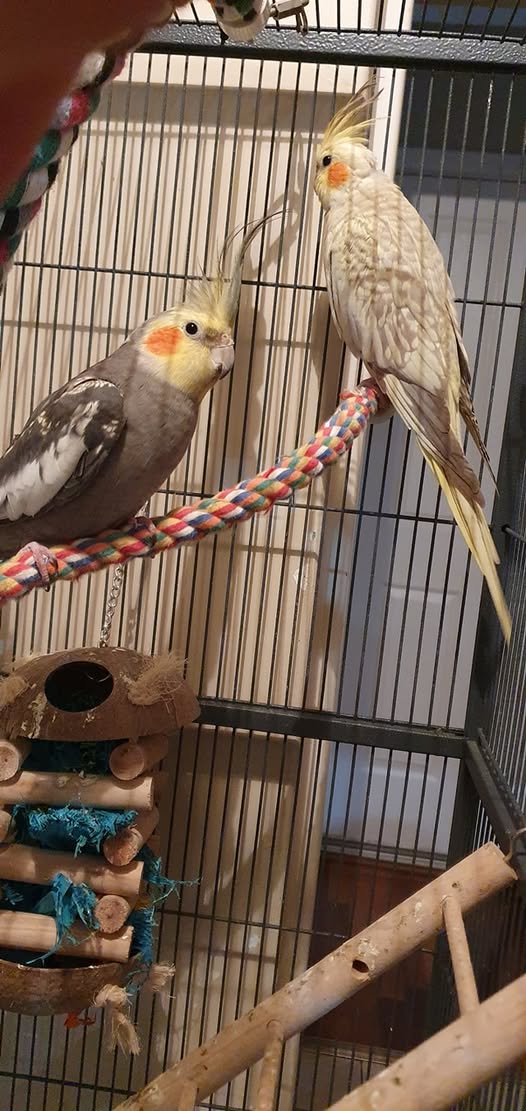 Bored cockatiel in cage showing early plucking on chest