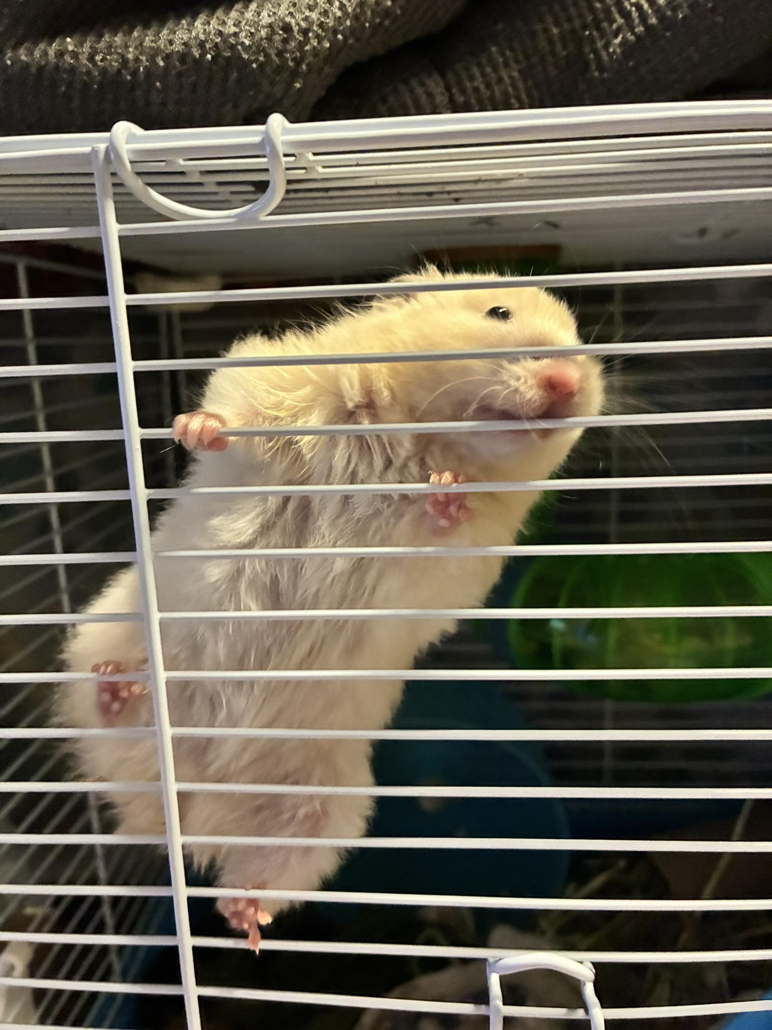 Bored hamster biting cage bars showing inadequate setup