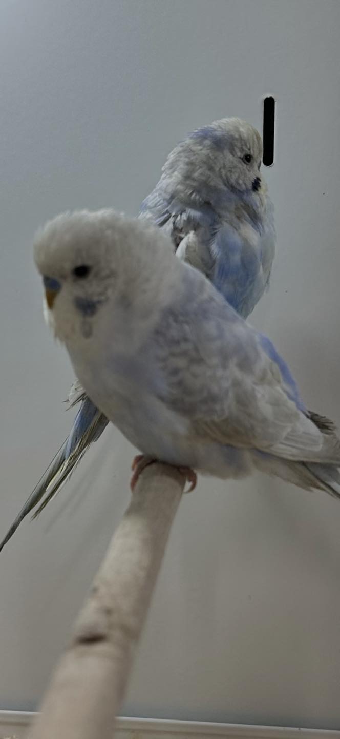Budgerigar at Paradise Pets Swindon pet shop