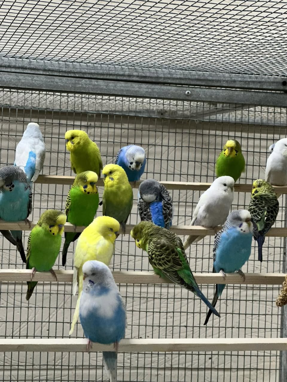 Budgerigar at paradise pets shop
