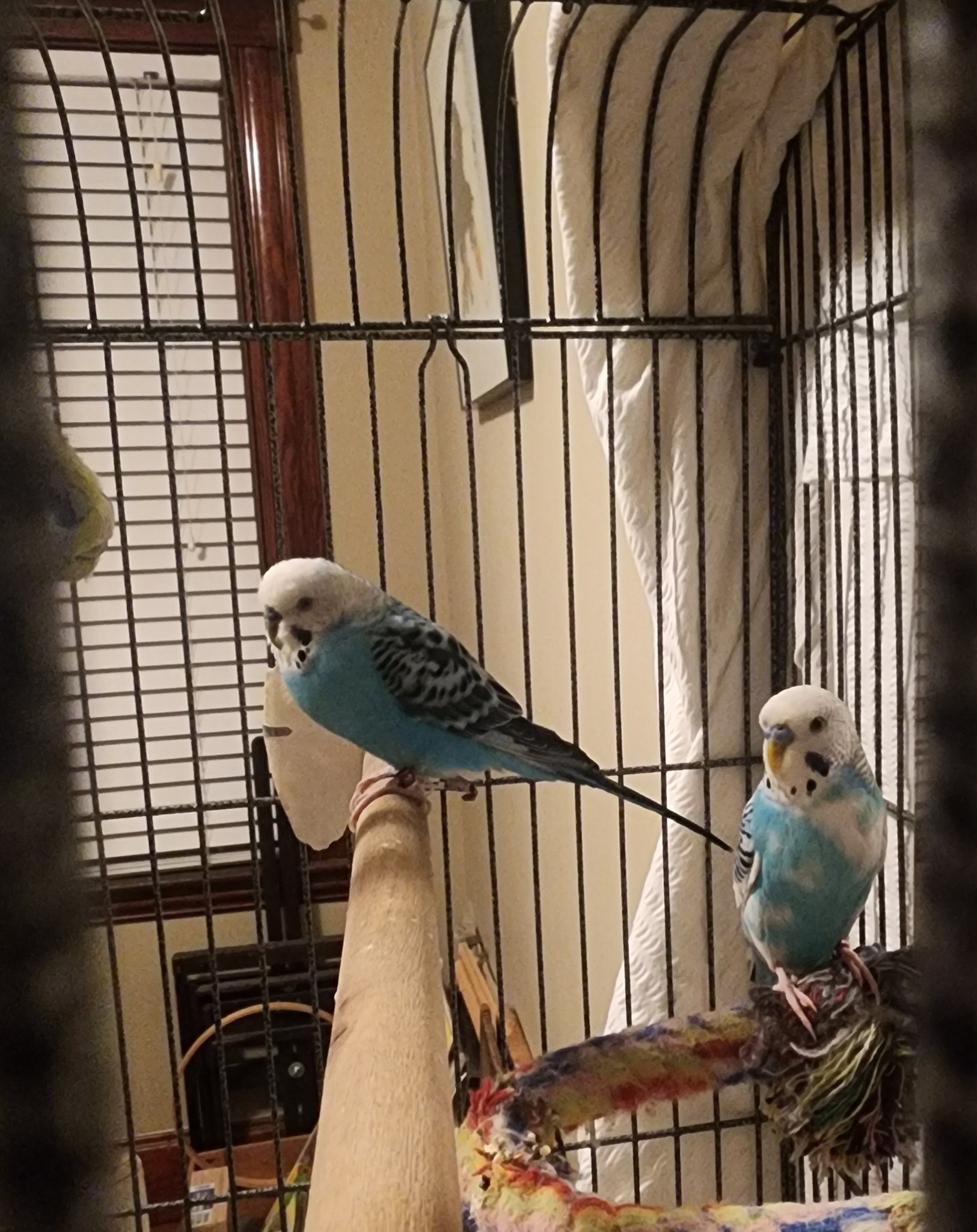 Budgie alert and curious during day UK family pet engaged