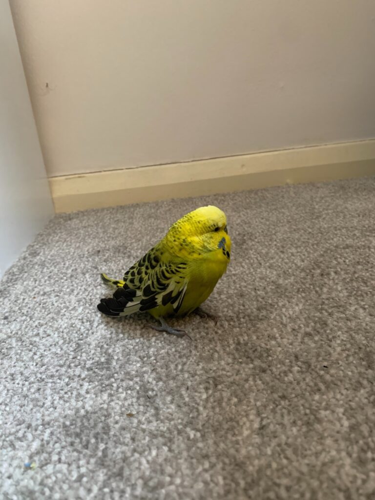 Budgie alert at bars cat nearby territorial