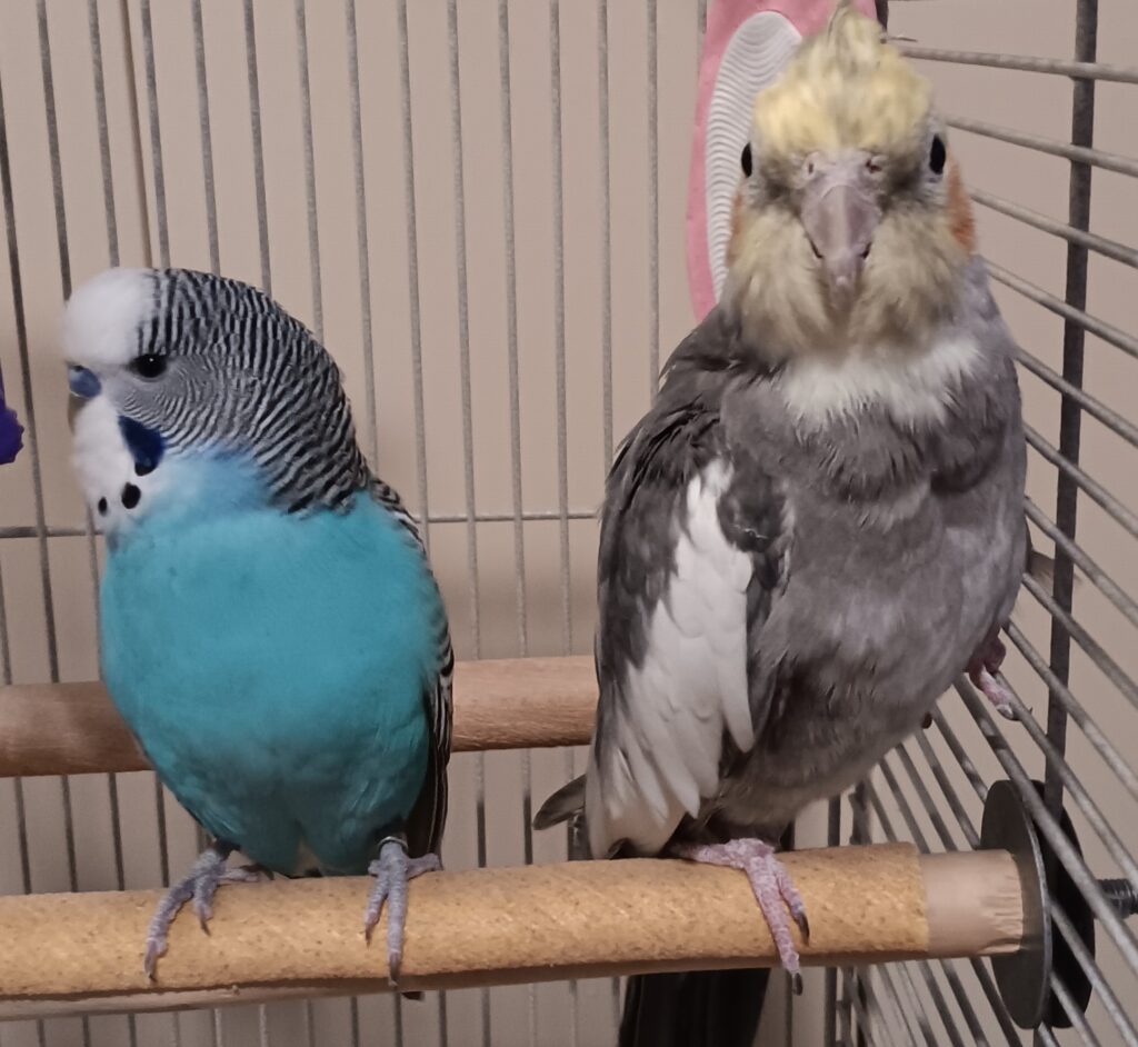 Budgie and cockatiel side by side Paradise Pets Swindon