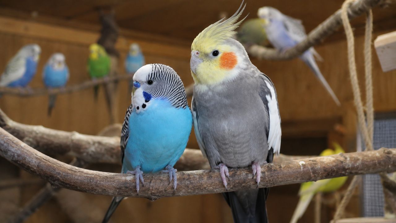 Budgie and cockatiel together best first pet bird UK guide Paradise Pets