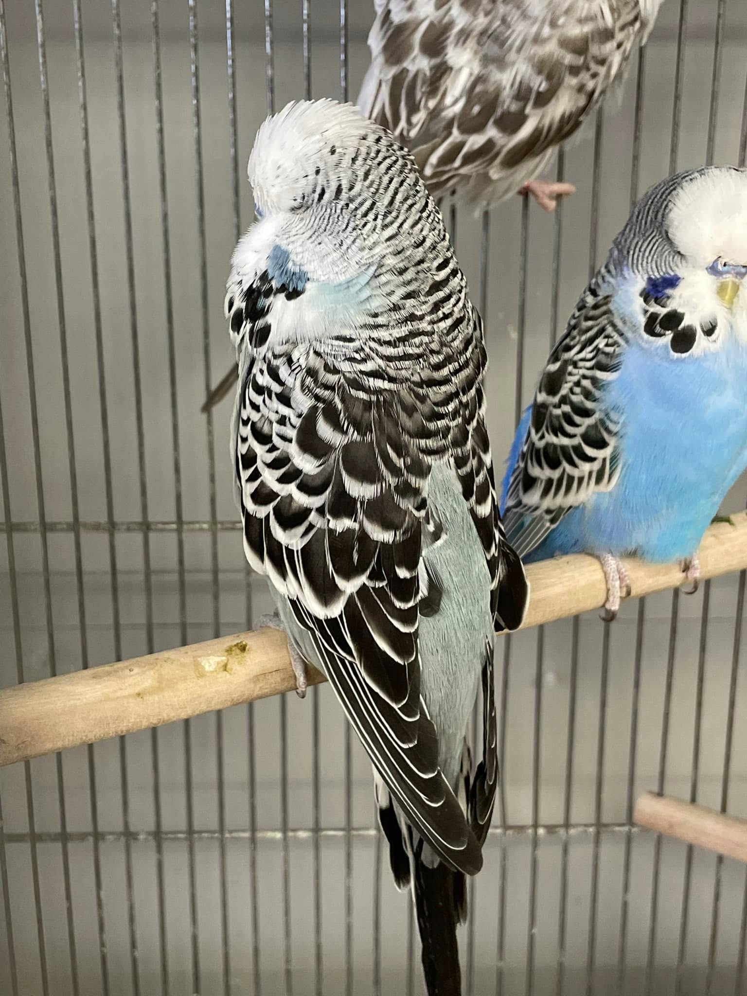 Budgie appearing normal on perch while hiding illness