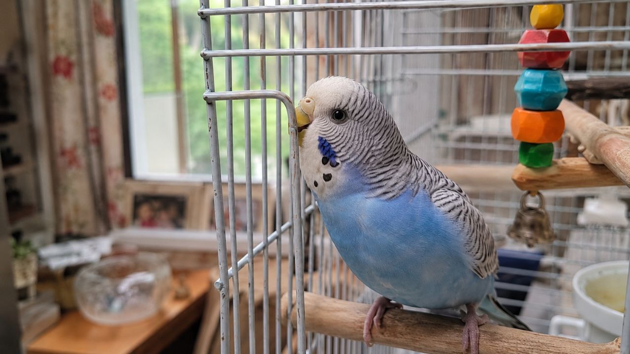 Budgie biting cage bars in UK home