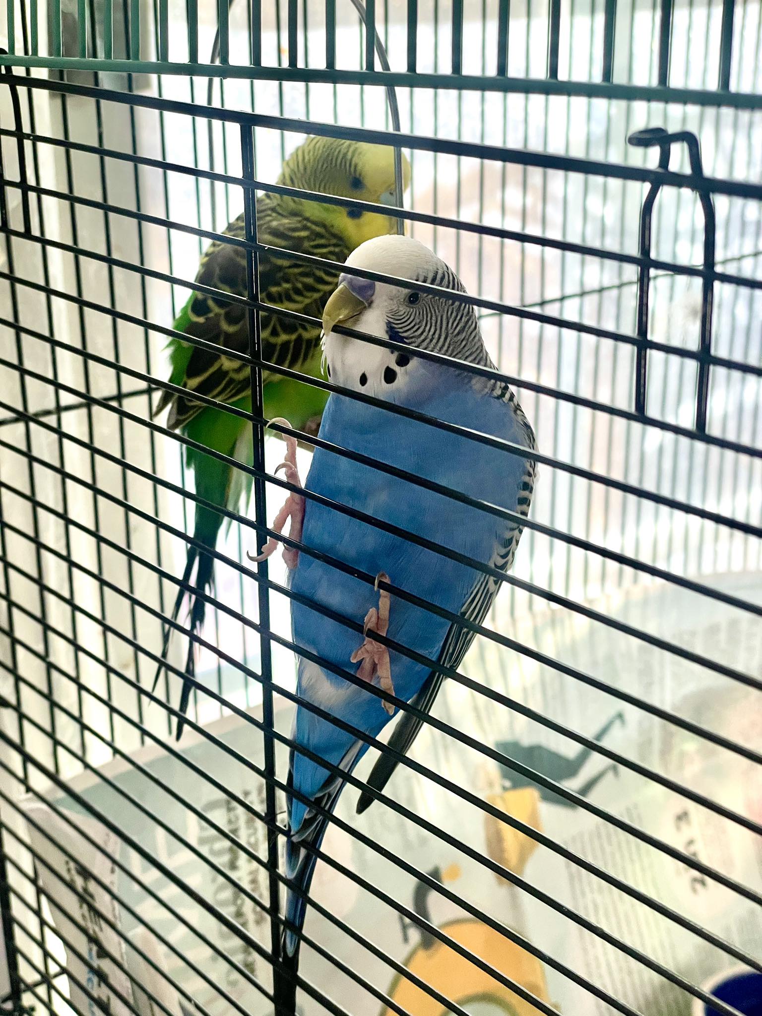 Budgie biting cage bars looking at owner