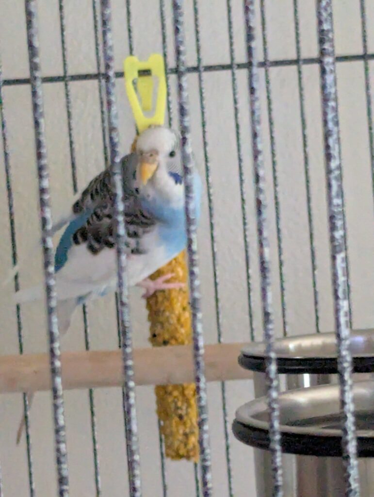Budgie biting cage door wanting to come out